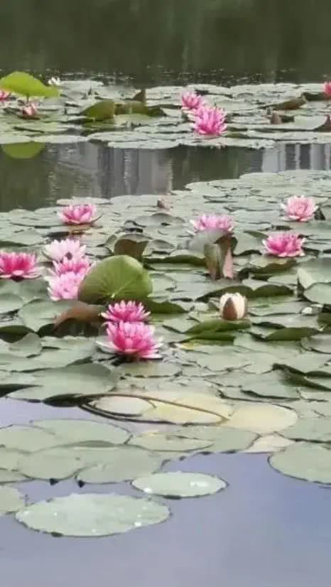 “如何用睡莲种出一片花海？”