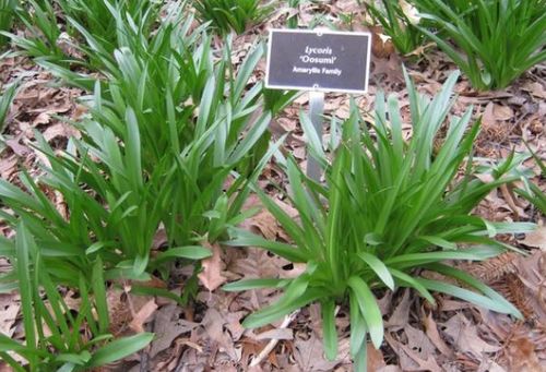 一、 那些美味的鳞茎花卉