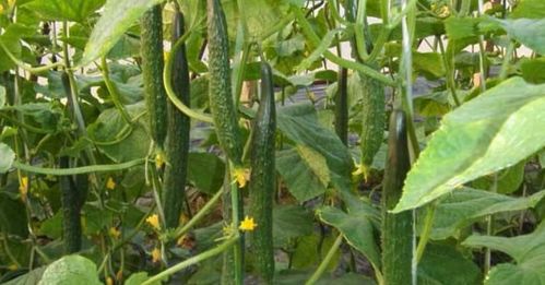 不同作物，不同症状