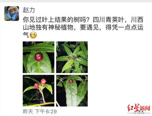 芝麻树叶子翠绿，果实黑亮