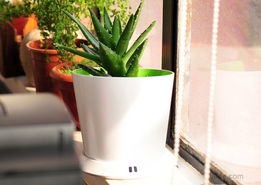 花盆的奇妙之旅