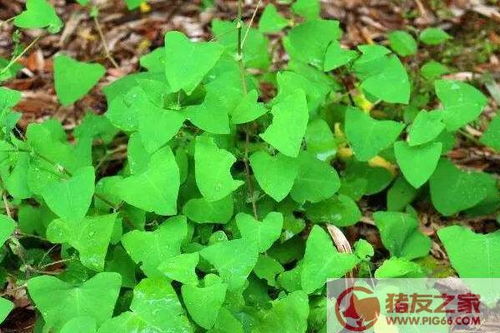金刚纂的药用价值有哪些？它的功效与使用禁忌是什么