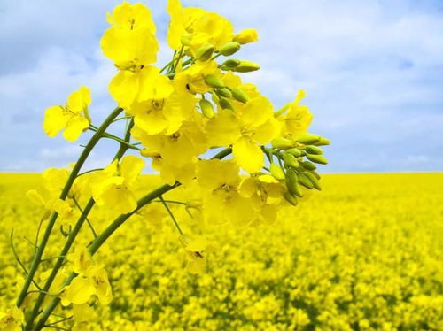 早春先锋：零下5℃也嫩开花