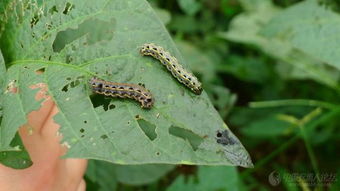 吡虫啉，斜纹夜蛾幼虫的“克星”？