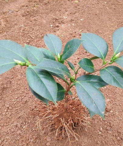 酸性复合肥，控制用量是关键