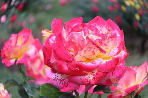 秋季种植月季的原因