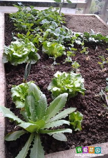 二月春意盎然 蔬菜种植好时机