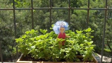 改良土壤提高种植成功率