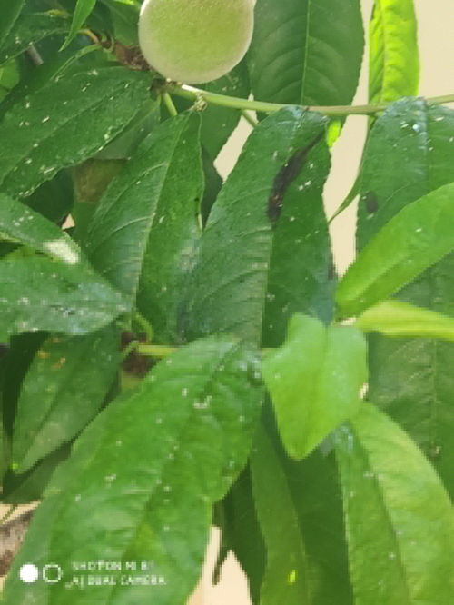 树叶上长虫子怎么办？有没有什么安全有效的方法来处理