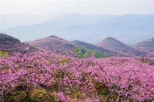 寻找九月花海，这份攻略带你避开坑，节省时间！