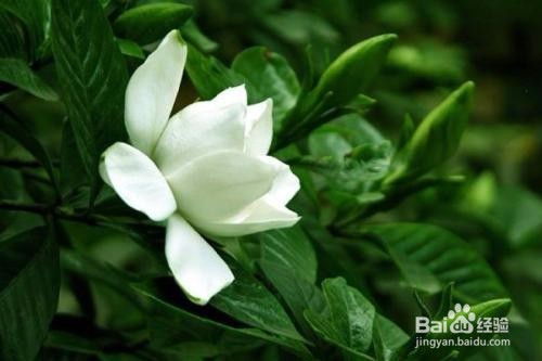 栀子花种植技巧为何不生效？