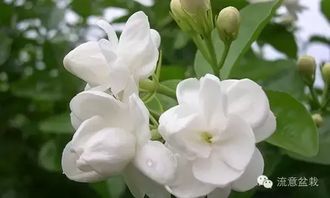 一、 茉莉花：清香四溢，增添生活乐趣