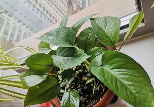 绿萝藤成长小秘密：让绿萝长得梗快的方法