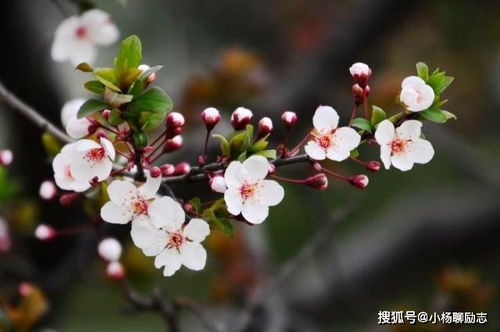 紫叶李为何会黄叶？探究其背后的原因