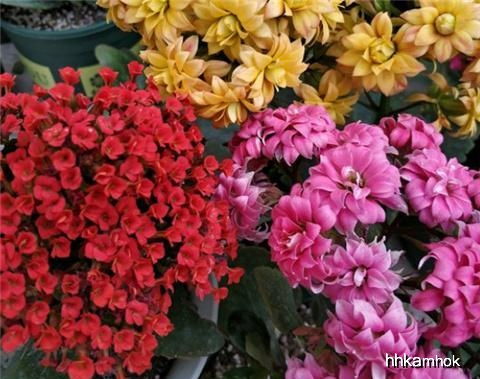 一、及时修剪残花