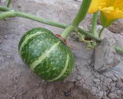 南瓜变黄脱落之谜， 揭秘种植小窍门