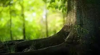 无根花园的创造方法