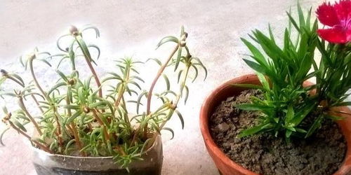 如何利用石榴花肥制作与使用，实现废弃物变废为宝的营养循环