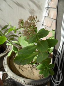 那些不靠谱的草种