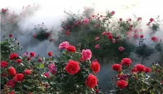 沙海镇的赏花之旅