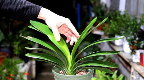 君子兰开花后如何处理才能延长花期