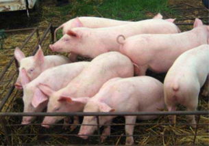 因地制宜养猪，选适养模式创新农业养殖