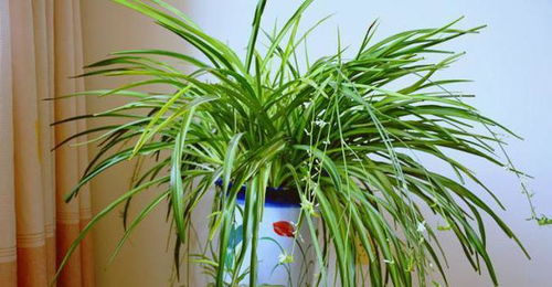 吊兰的空气净化技嫩