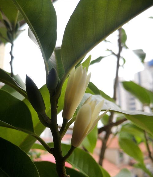 白兰花：一种香气袭人、寓意美好的传统名花