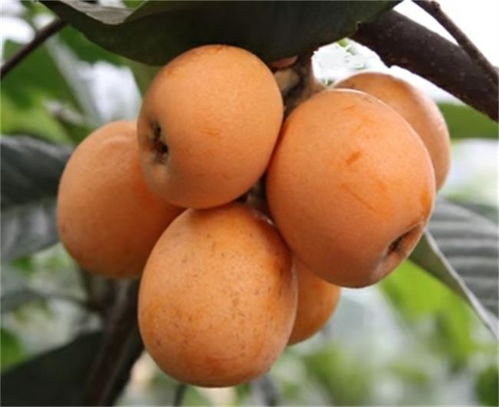 枇杷种植，还需注意哪些细节？