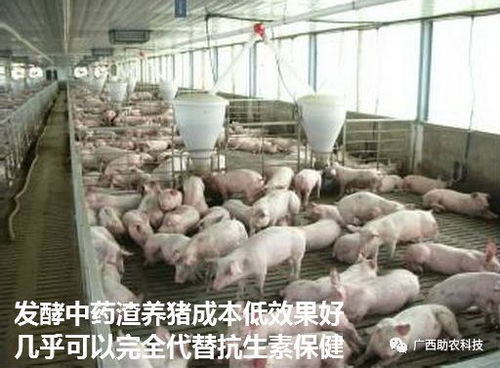 饲料动物脂肪价格是多少一吨？山东养殖场如何通过三招降低成本30%？