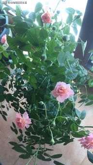 先说说什么是花径呢？