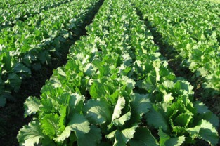 广西第三方农药检测咨询机构名录揭秘