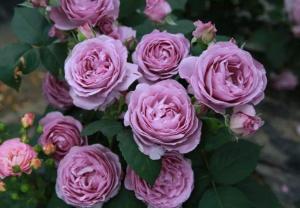 蓝紫色月季的美丽邂逅