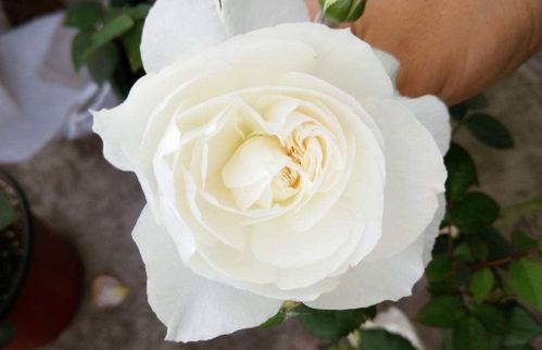 心之水滴月季与浓香大花月季：如何养护才芬芳四溢？