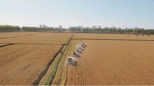 寒地水稻：增产的秘密武器