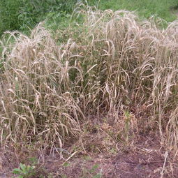 茶园除草剂的使用：既方便又讲究技巧