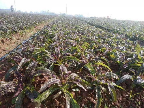 油麻藤生命力顽强