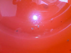 土壤中小飞虫的烦恼，哪种杀虫剂Zui有用？