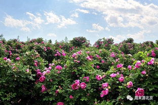 月季园里的花花世界