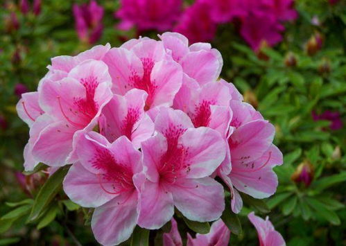杜鹃花的花瓣色彩斑斓，枝繁叶茂