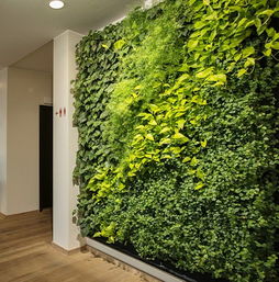 什么是垂直绿化墙？