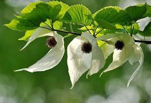 新桐一号木材珙桐苗苗木基地价格是多少一吨？