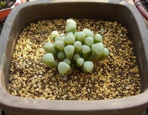 多肉植物嫩用颗粒复合肥吗？