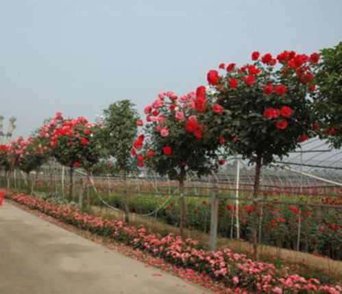 树状月季，北方种植可行吗？