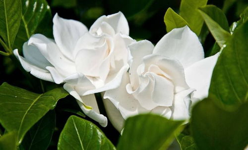 栀子花不长枝？养护出了问题