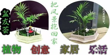 水分管理，保持植物活力