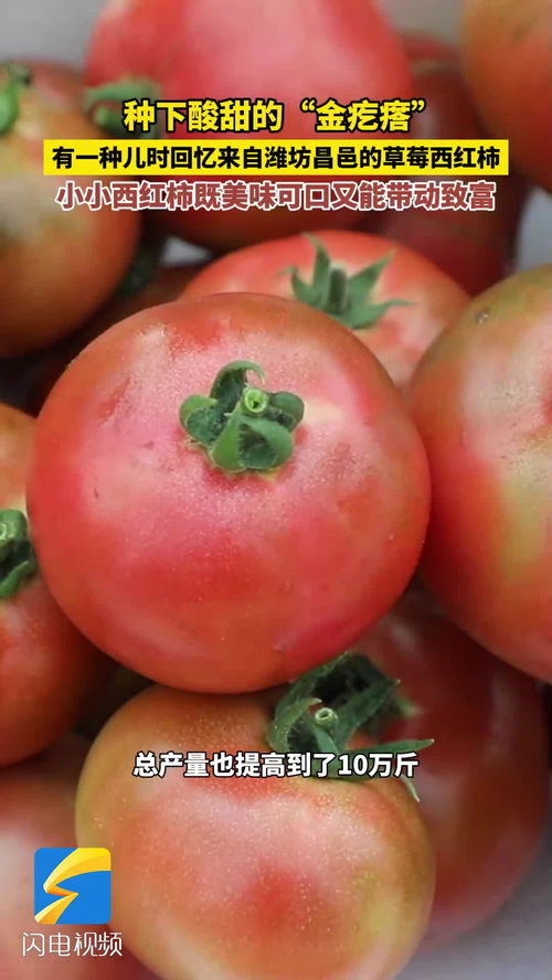 西红柿品种大全，小番茄大番茄哪个更美味