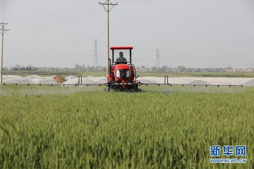 生长过程， 喷洒三遍才保险