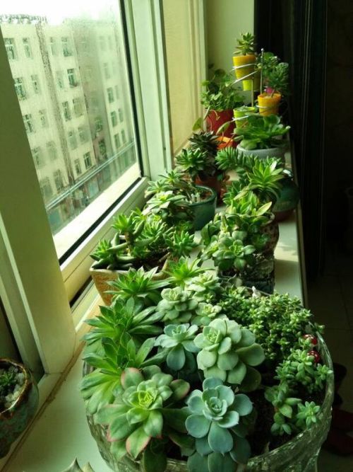 绿化工程， 那些需要注意的小细节