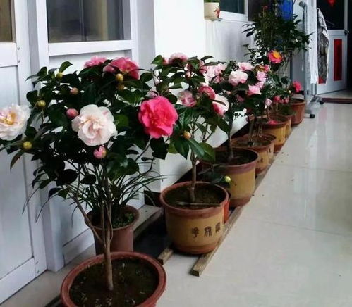 校园里的绿意盎然：新手小白养花指南